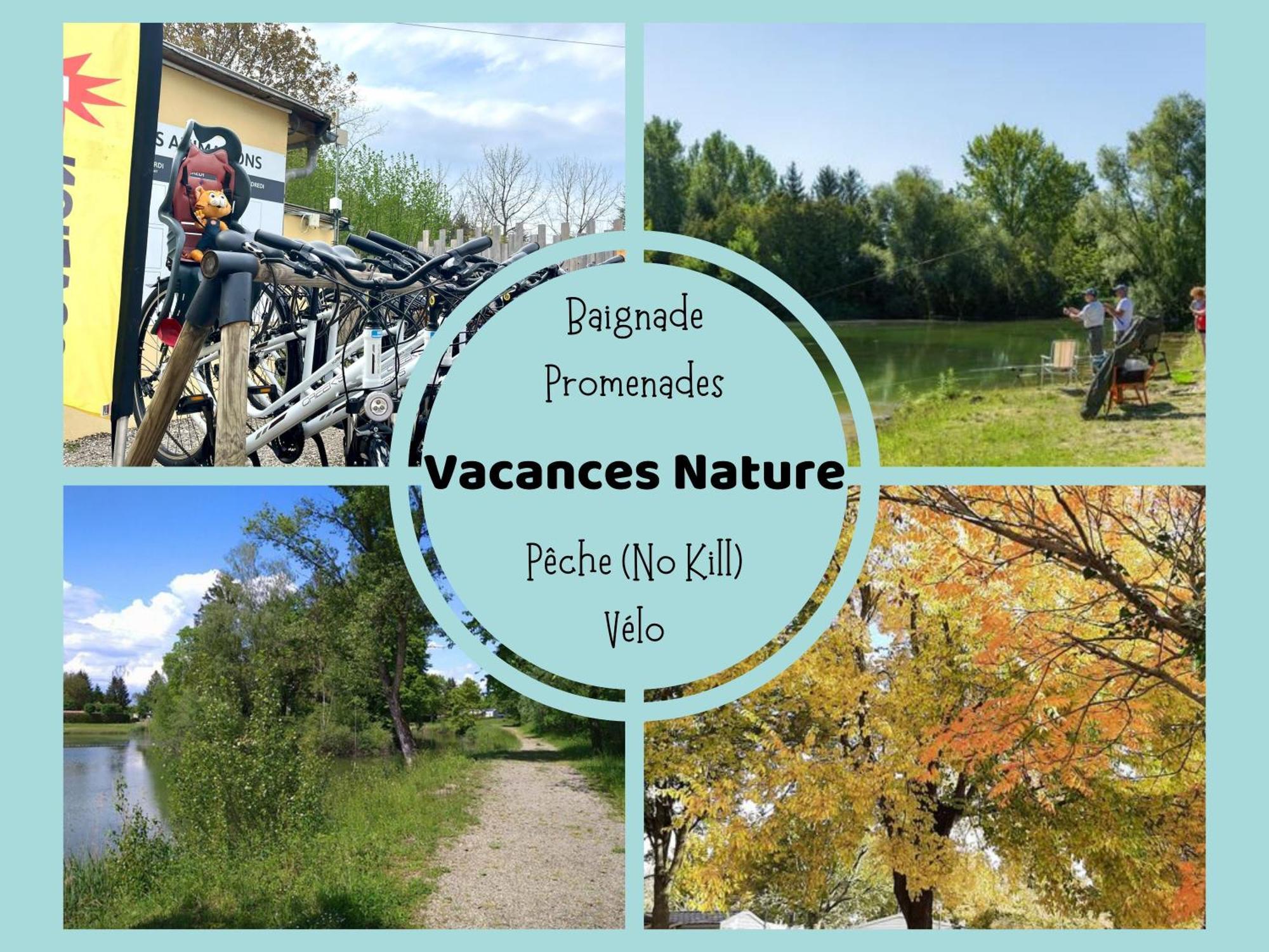 Les Pinots D'Alsace - 3 Bungalows Climatises Avec Tv - Proche Europa Park Boofzheim Exterior foto